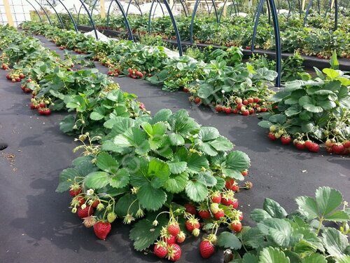 Спанбонд агроволокно 60 гр/м.кв черный 3,2 х 150 м рулон 1,6 м